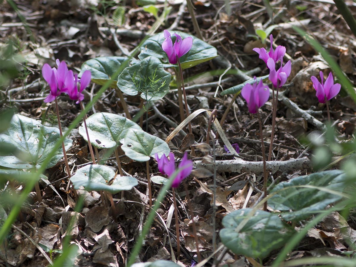 Cyclamen repandum